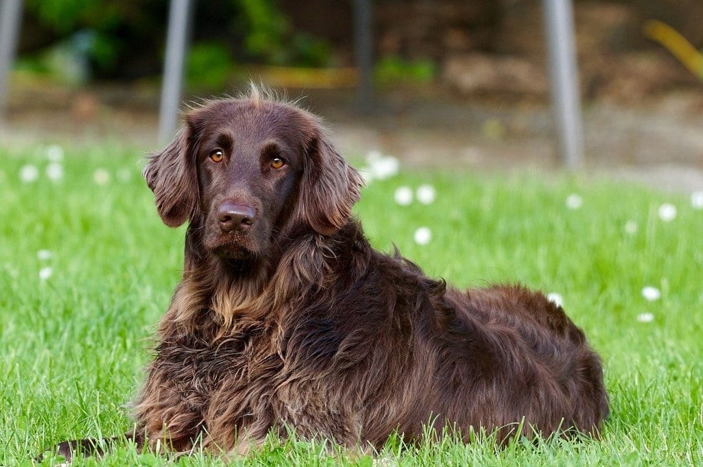 Comment gérer la culpabilité de laisser un chien seul à la maison ?