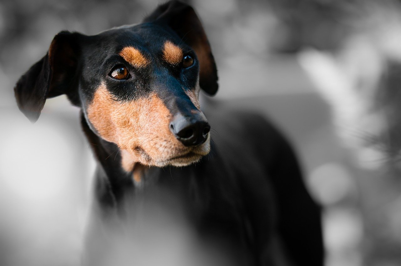 Tout ce qu'il faut savoir pour prendre soin de son chien à la maison